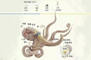 章鱼会记仇吗、章鱼会咬人吗知乎