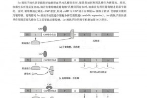 60秒女儿变异条件-手游60秒女儿怎么变异