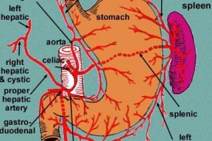 第一使徒卡恩长什么样 地下城使徒卡恩