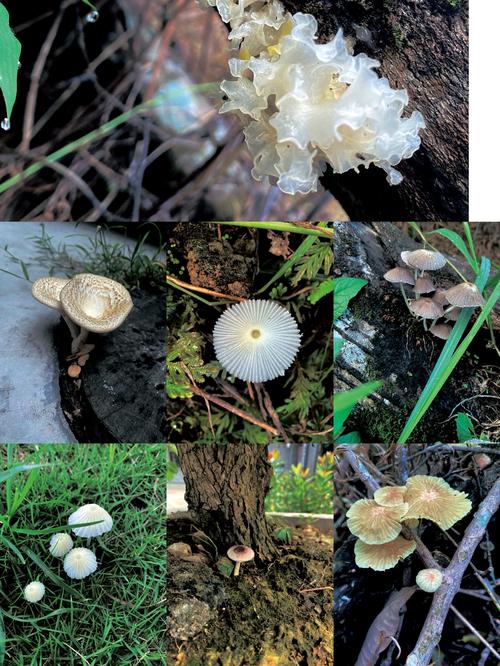 洛克王国幽暗蘑菇在哪抓;洛克王国幽暗入口在哪 - 888游戏网