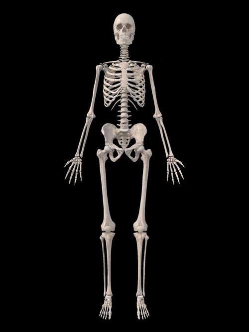 长颈龙和腕龙的区别,腕龙 长颈龙 区别 - 888游戏网