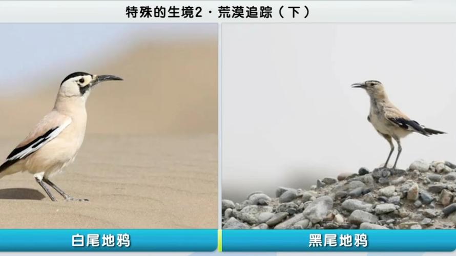 创世理想乡狮鹫的羽毛在哪刷_创世理想乡狮鹫怎么打 - 888游戏网