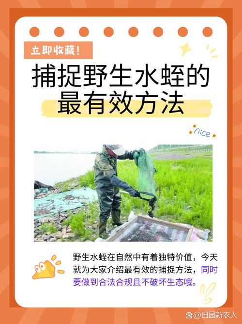 松果兽怎么捕捉—松果在哪里找 - 888游戏网