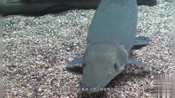 世界上最强的火山是什么火山(世界上最强烈的火山爆发) - 888游戏网