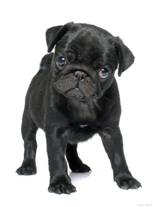 洛克王国哪些宠物是刷出来的—洛克王国刷出来的宠物有哪些 - 888游戏网