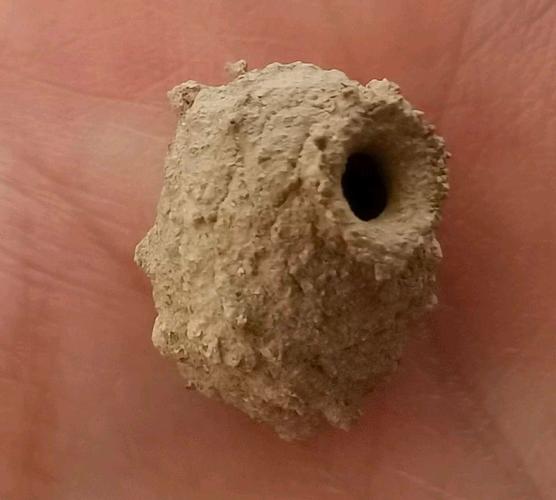 蓝龙的卵在哪里、蓝龙是怎么繁殖的 - 888游戏网