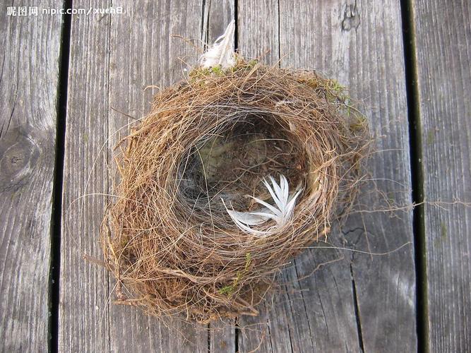 蓝龙的卵在哪里、蓝龙是怎么繁殖的 - 888游戏网