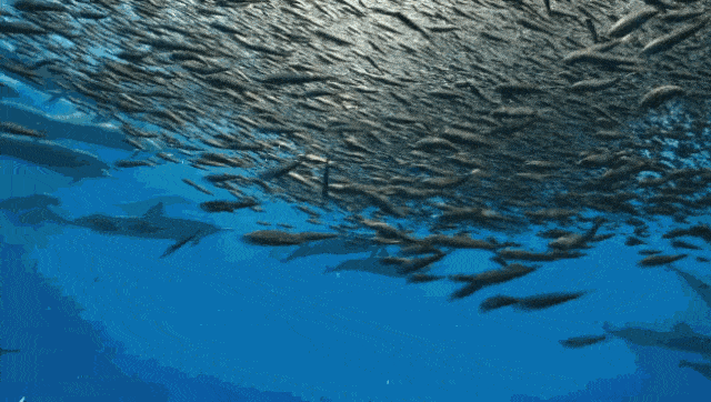 捕鱼游戏怎么捕获大鱼_捕鱼游戏的方法 - 888游戏网