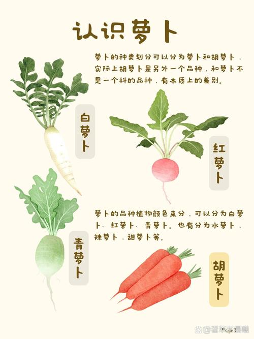 保卫萝卜3最厉害的萝卜-保卫萝卜3萝卜排行 - 888游戏网